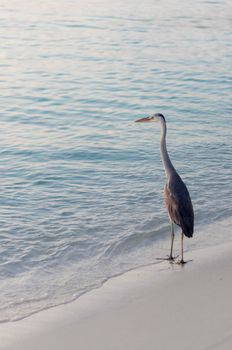 Close up shot of a heron on the beach