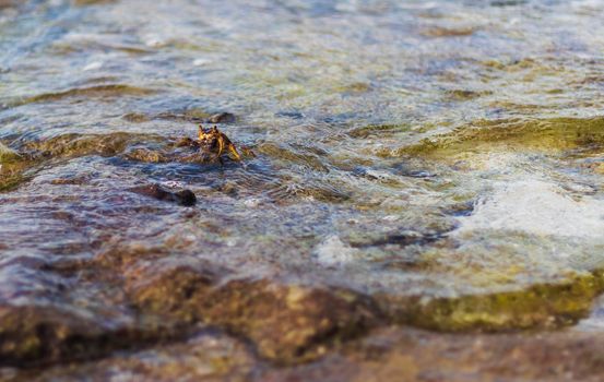 Close up shot of a crabs in the water