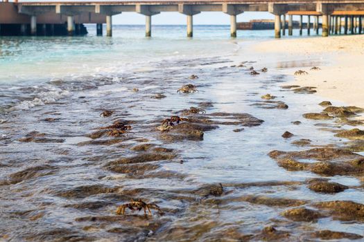 Close up shot of a crabs in the water