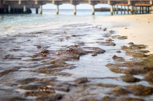 Close up shot of a crabs in the water