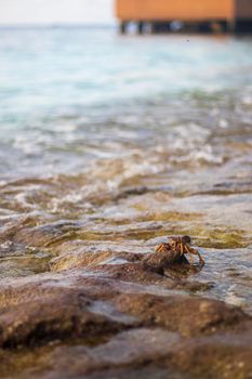 Close up shot of a crabs in the water