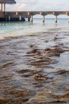 Close up shot of a crabs in the water