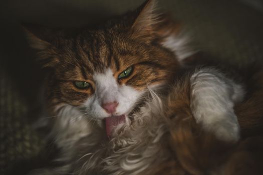 Portrait of a cat with green eyes. High quality photo