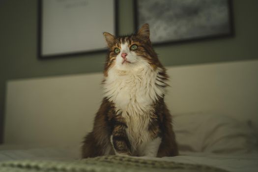 Portrait of a cat with green eyes. High quality photo