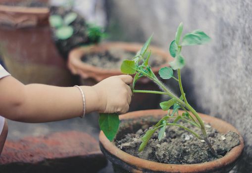 Baby hand touching leaves on a flower tub. Close up