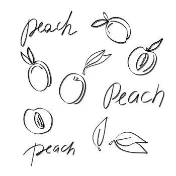Fruit hand drawn. Fruits. Whole and sliced peach. Peach doodle icon isolated on white background. Set peaches fruit sketch illustration with handwritten text.
