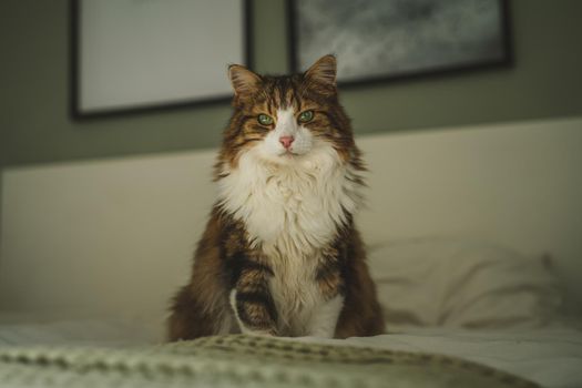 Portrait of a cat with green eyes. High quality photo