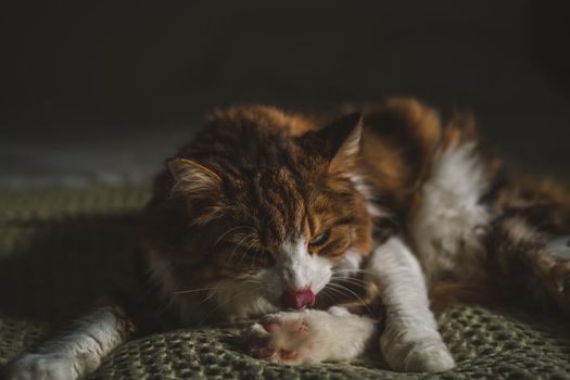 Portrait of a cat with green eyes. High quality photo