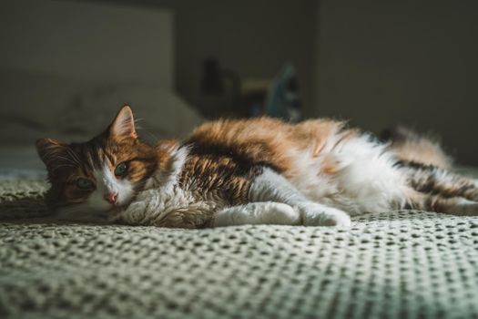 Portrait of a cat with green eyes. High quality photo