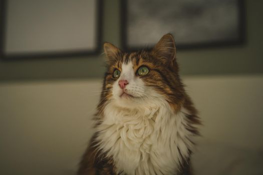 Portrait of a cat with green eyes. High quality photo