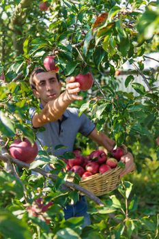 A male farmer harvests apples. Selective focus. Food.