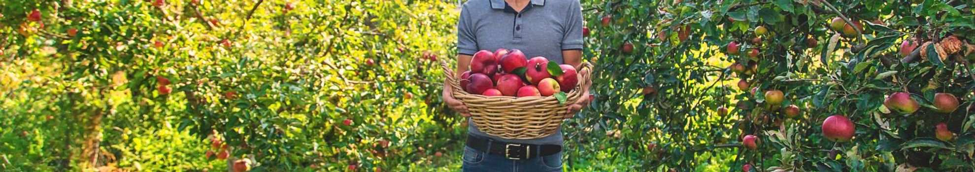 A male farmer harvests apples. Selective focus. Food.