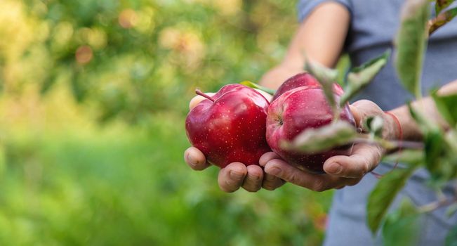 A male farmer harvests apples. Selective focus. Food.