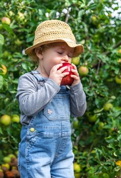 Child with apples in the garden. Selective focus. Kid.