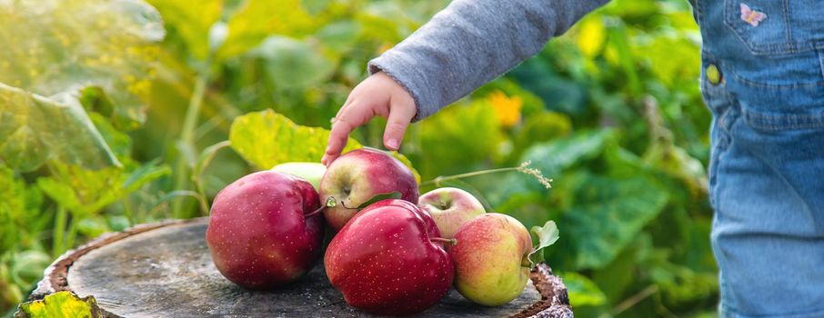 Child with apples in the garden. Selective focus. Kid.