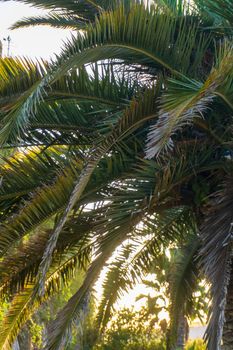 Huge old palm tree in the city in the rays of the setting sun close up