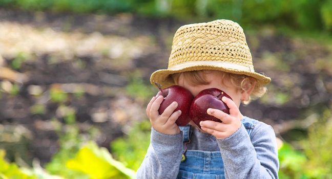 Child with apples in the garden. Selective focus. Kid.