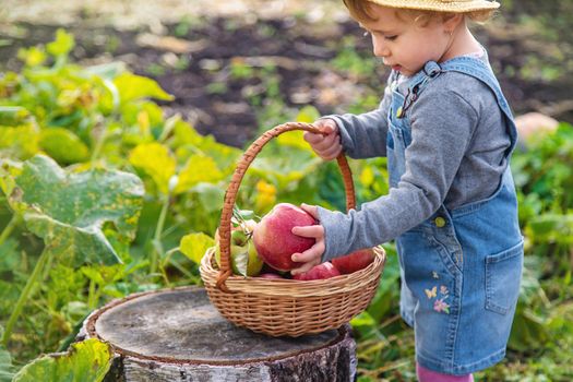 Child with apples in the garden. Selective focus. Kid.