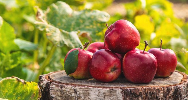 Apple harvest in the garden. Selective focus. Food,