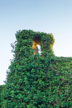 Castle tower overgrown with ivy with a figurine of a monk in the loophole against the backdrop of a clear sky