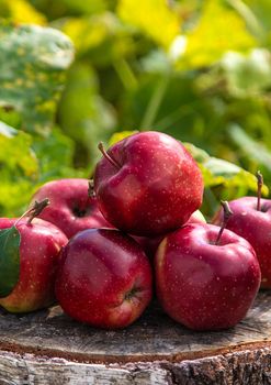 Apple harvest in the garden. Selective focus. Food,