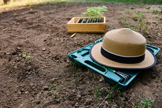 Selective focus on a straw hat on a box with gardening tools on loose ground, against a wooden crate with sprouted tomato seedlings on blurred background. Agriculture. Agricultural hobby. Eco farming