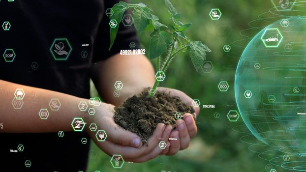 close up hands holding sapling of young oak tree. palms embrace the soil stem a small tree. blurred green background, black shirt. concept nature conservation, Earth protection, reforestation. High quality 4k footage