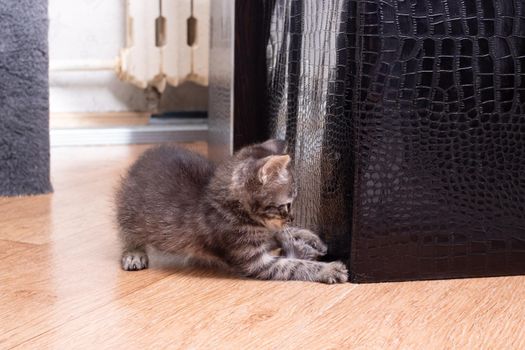 A gray kitten sharpens its claws on the couch close up