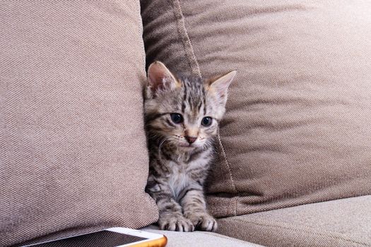 Gray kitten between cushion of ssofa close up