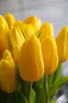 Close-up on yellow tulips in a vase