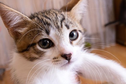 Gray and white kitten close up portrait, look at camera