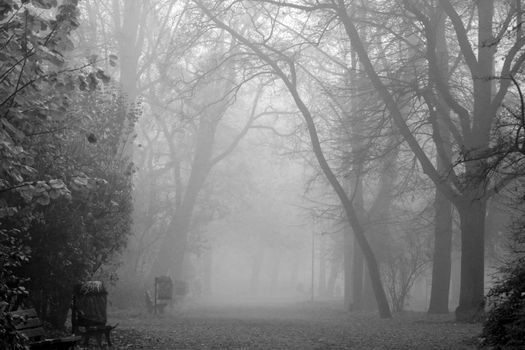 Black and white photo. Mystical foggy morning in the autumn park