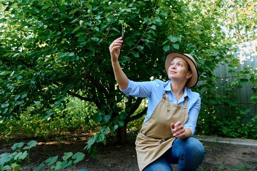 Portrait of Hispanic pretty woman farmer, agriculturist in beige apron and straw hat, examining germinated seedling of tomato during planting seedlings in open ground, in the start of planting season