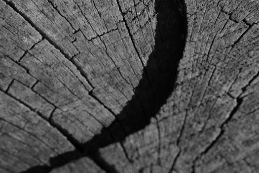 Gray wooden wood texture. Gap. Tree background