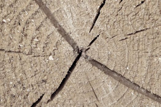 A cut of a tree with cracks. Wood background, texture