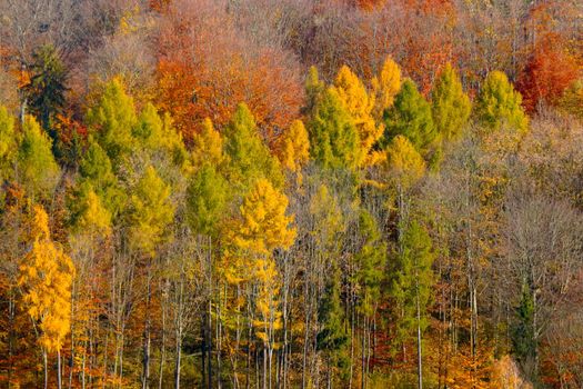 Drone view of the autumn forest. Yellow-green-red trees in the forest from a height