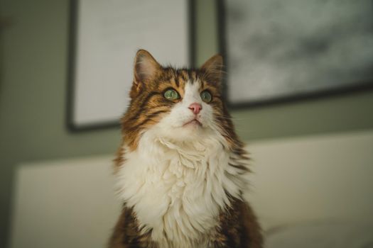 Portrait of a cat with green eyes. High quality photo