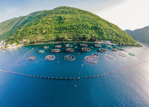 Oyster farm in the Mediterranean. Montenegro, Kotor.