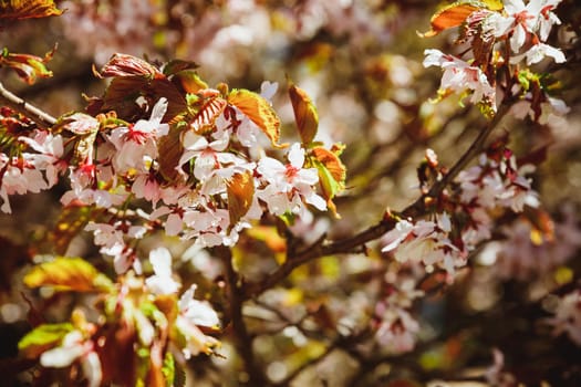 Beautiful floral spring abstract background of nature. Branches of blossoming apricot macro with soft focus on gentle light blue sky background. For easter and spring greeting cards with copy space