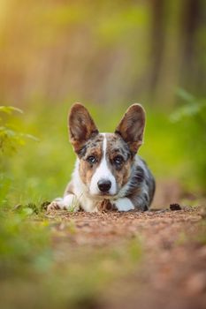 Happy corgi dog puppy laying on the ground in forest. Portrait of beautiful purebred blue merle cardigan welsh corgi puppy. High quality photo