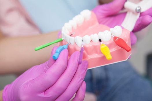 Cropped close up of dentist using interdental toothbrushes on jaw model