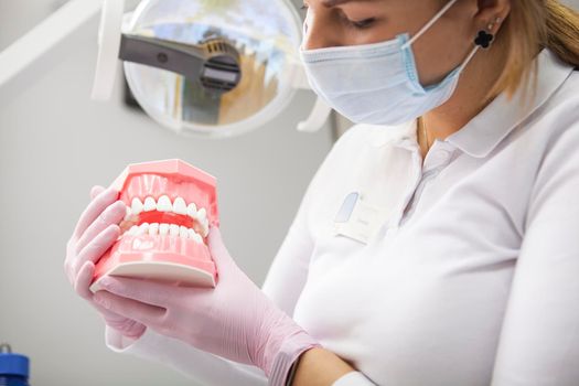 Cropped shot of female dentist wearing medical mask holding dental model