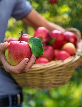 A male farmer harvests apples. Selective focus. Food.