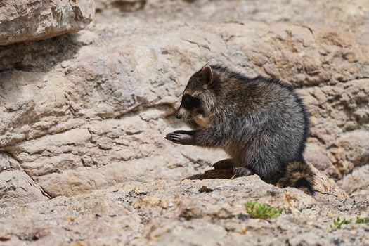 Wild Raccoon. Procyon lotor. Funny young raccoon live and play on a rock. Wildlife America.