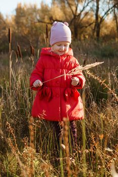 A little girl in a red coat walks in nature in an autumn grove. The season is autumn.