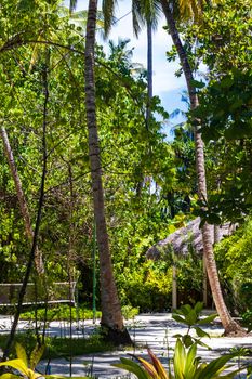 Shot of a tropical trees