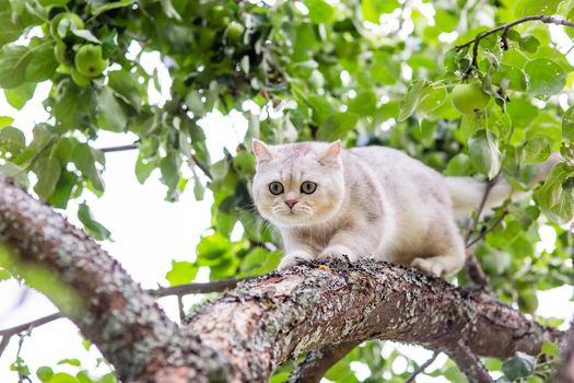 a white cat walks down the branch of an apple tree in the garden, green apples hang nearby in summer. T close up. Copy space