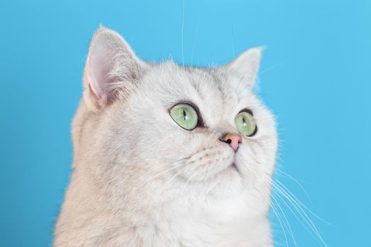 Close-up of an adorable white cat on a blue background looks up to the right.