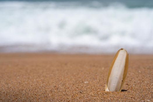 Cuttlefish bone wedged in the sand on the beach.