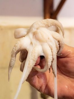 cleaning a raw adriatic cuttlefish at home in Numana, Marche, Italy